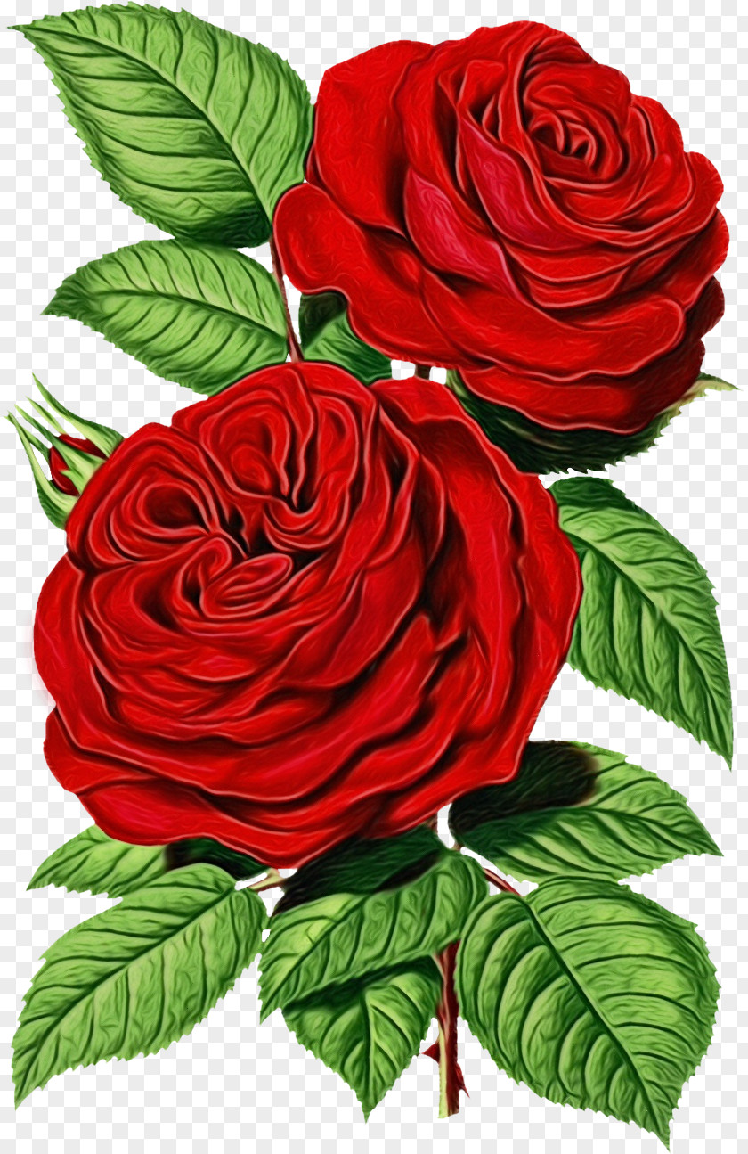 Petal Rose Family Garden Roses PNG