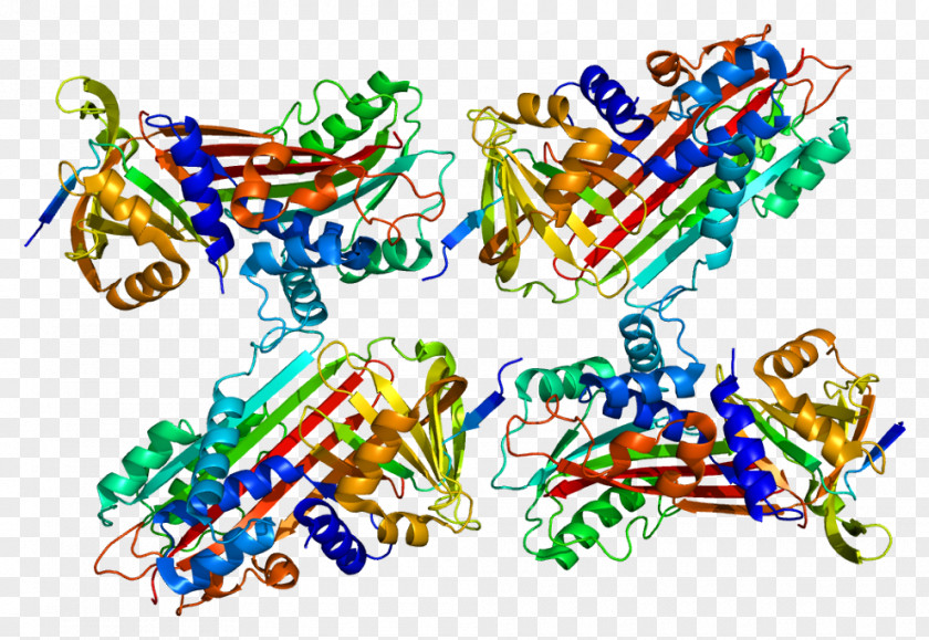S100A9 S100 Protein C Inhibitor Calgranulin PNG