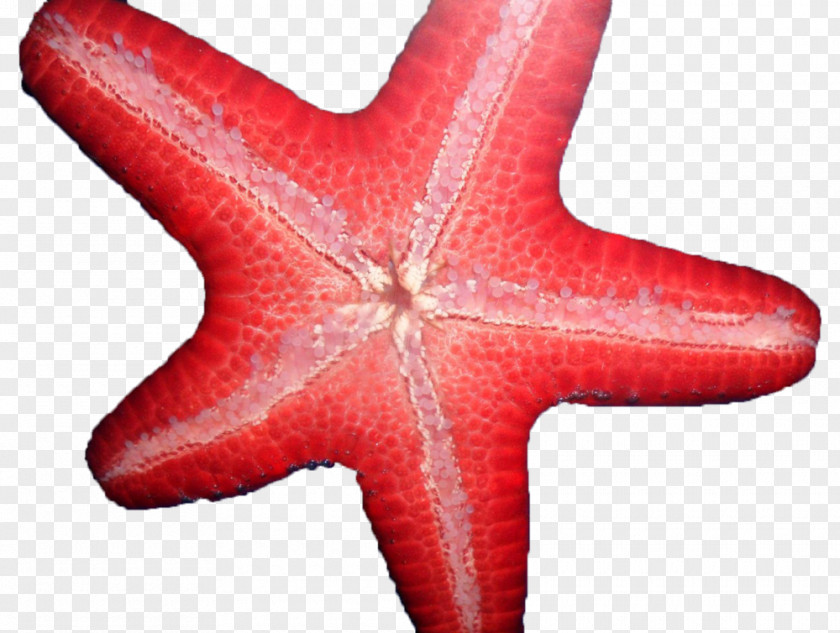 Starfish Saltwater Heaven Echinoderm Facebook Like Button PNG