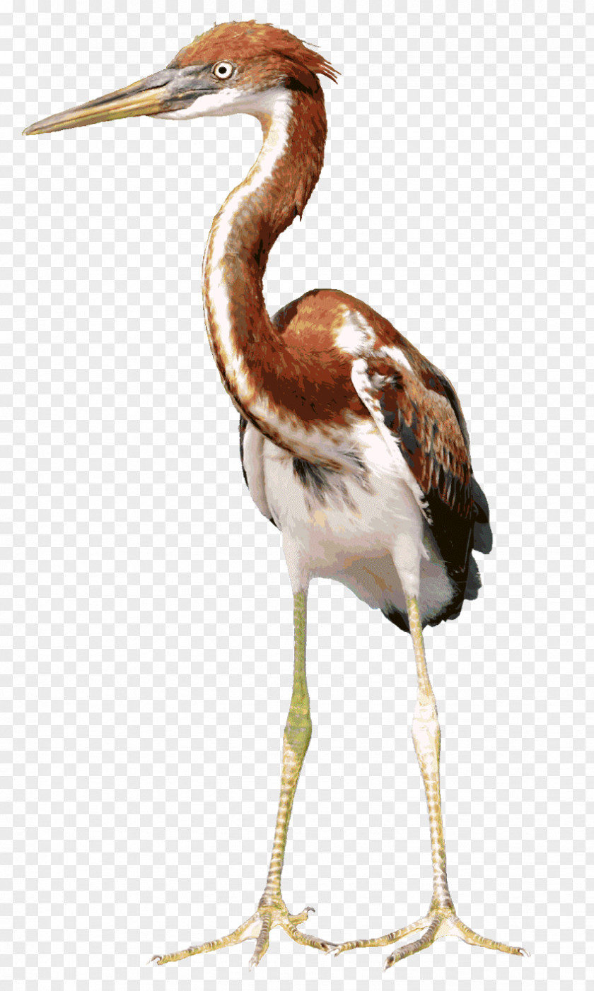 Stork Bird Heron Animation PNG