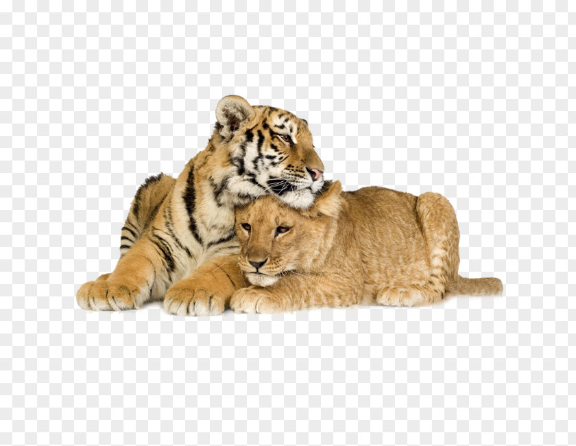 Tiger White Lion Liger PNG