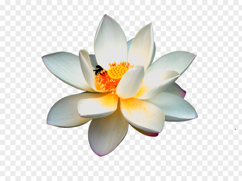 White Lotus Picture Material Nelumbo Nucifera Logo Clip Art PNG