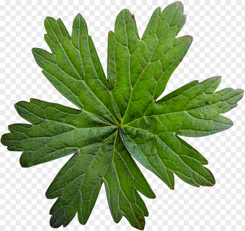 Green Leaves Leaf Color Stock Photography Gratis PNG