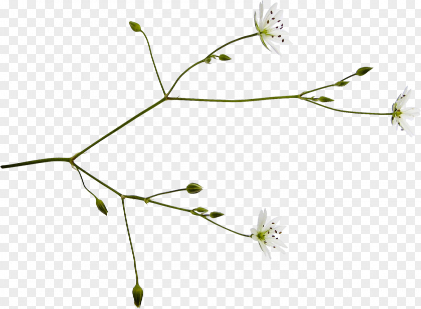 Line Twig Grasses Plant Stem Leaf PNG