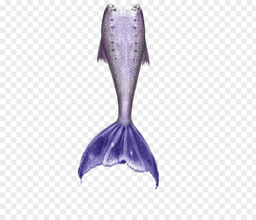 Mermaid Tail Download Clip Art Image Drawing PNG