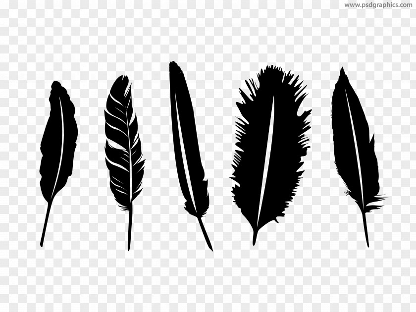 Quill Feather Silhouette PNG