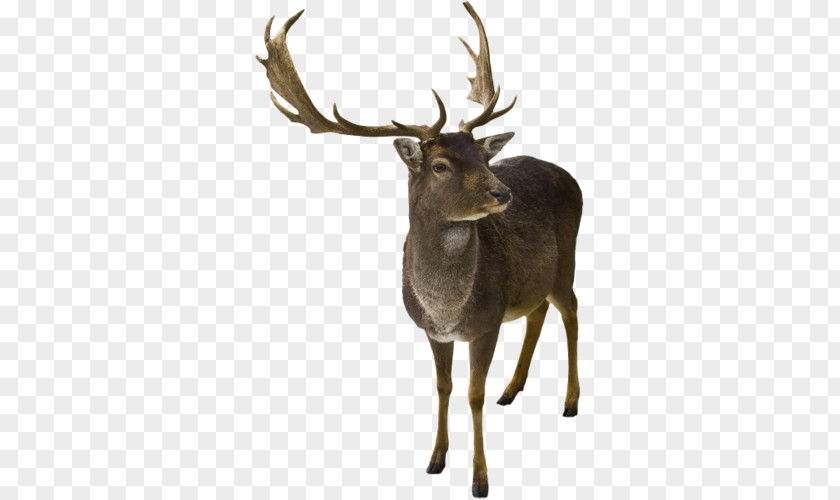 Reindeer Horn Elk White-tailed Deer PNG