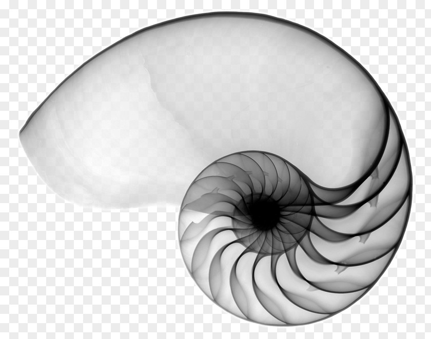 Seashell Chambered Nautilus Tao Te Ching Spiral PNG