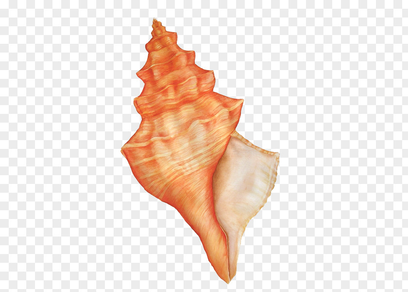 Summer Pull Down Conch GIMP PNG