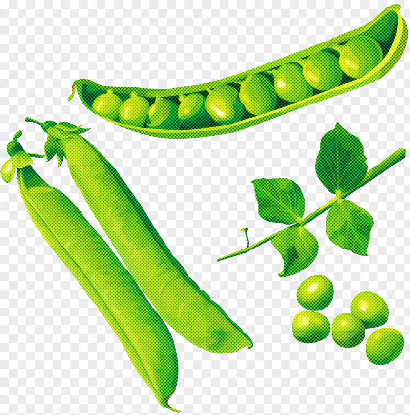 Legume Pea Snow Peas Snap Plant PNG