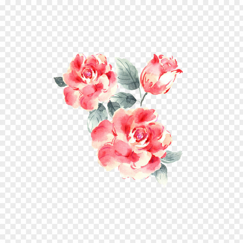 Plant Flowers Garden Roses Drawing PNG