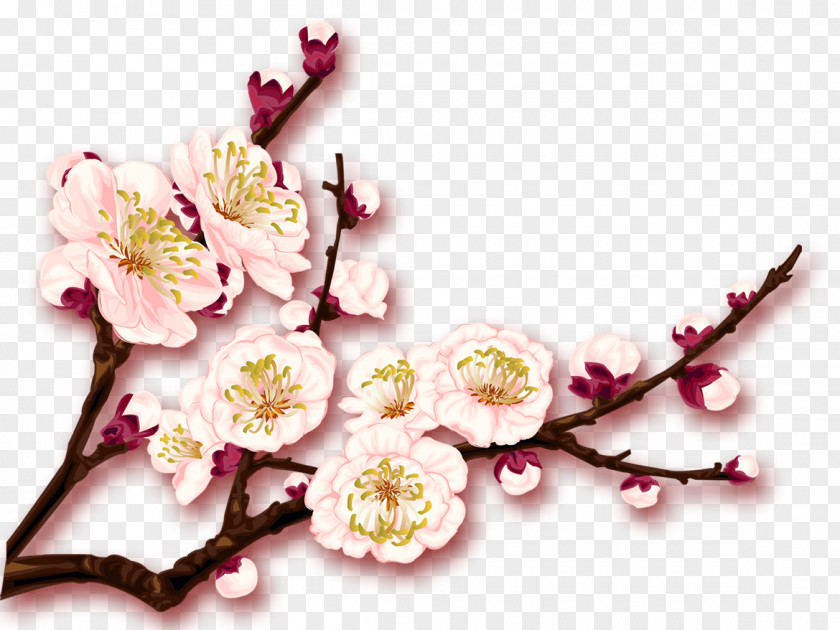 Plum Flower Blossom Download PNG