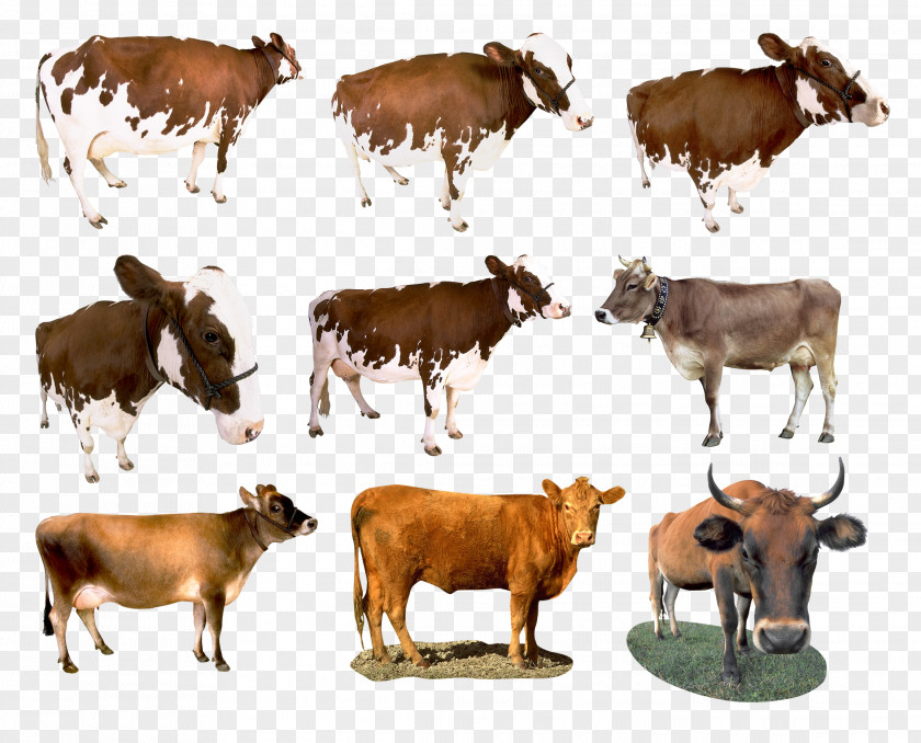 Sad Cow Dairy Cattle Taurine Calf Ox Pasture PNG