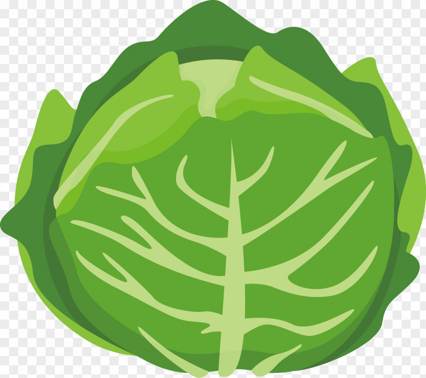 Vector Cartoon Cabbage Chinese Vegetable PNG