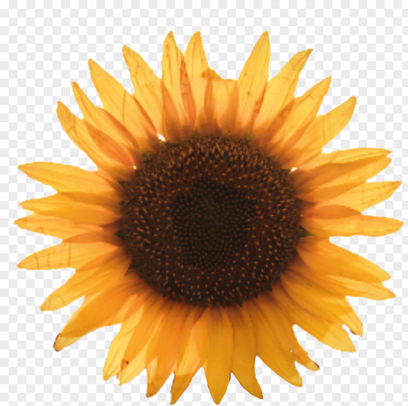 Annual Plant Daisy Family Cartoon Sunflower PNG
