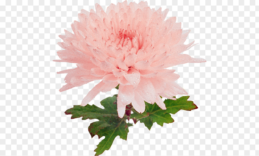 Chrysanthemum Carnation Dahlia Cut Flowers Peony PNG