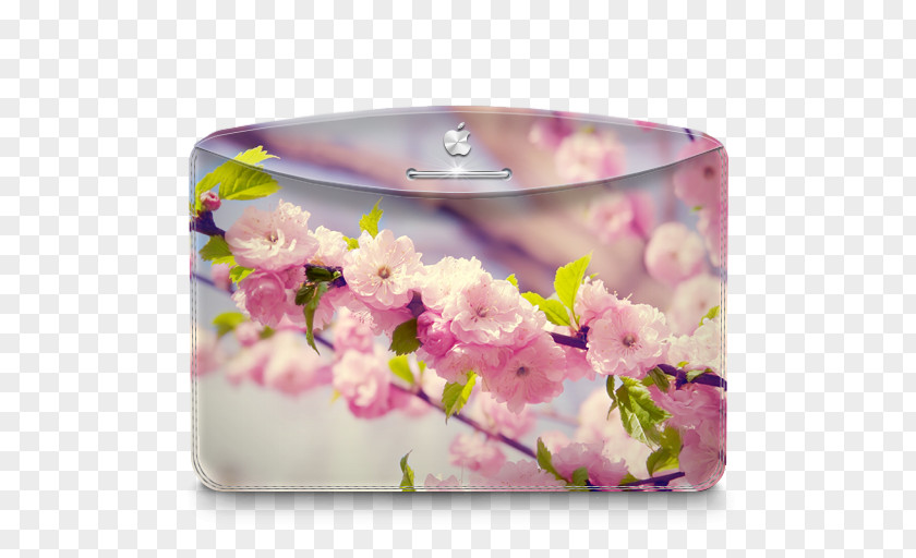 Folder Nature Cherry Tree Flower Arranging Blossom Petal Floral Design PNG