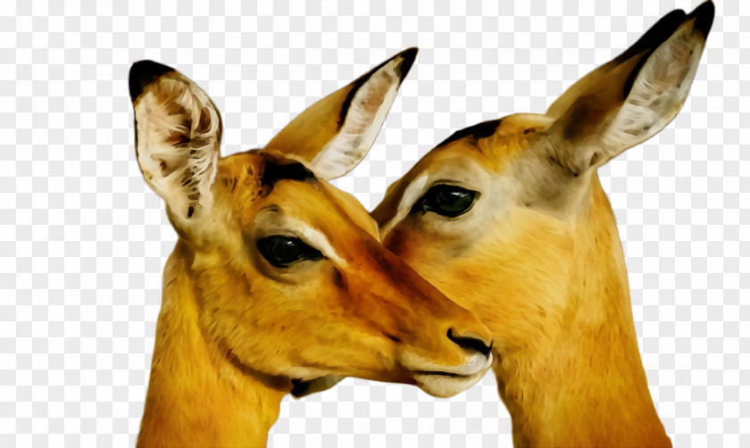Adaptation Cowgoat Family Wildlife Terrestrial Animal Impala Antelope Snout PNG
