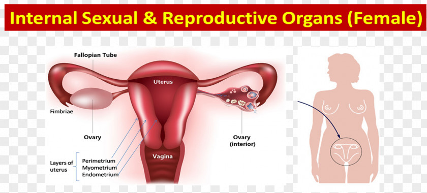 Anatomy Ovary Female Reproductive System Progesterone Estrogen PNG