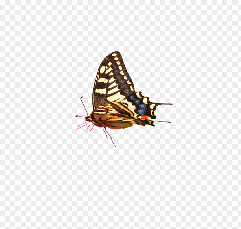 Butterfly Computer Graphics PNG