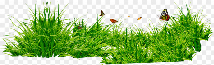 Flower Grass Cliparts Lawn Clip Art PNG