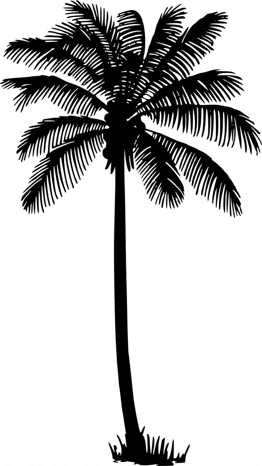 Silhouette Palm Tree Coconut Drawing Arecaceae PNG