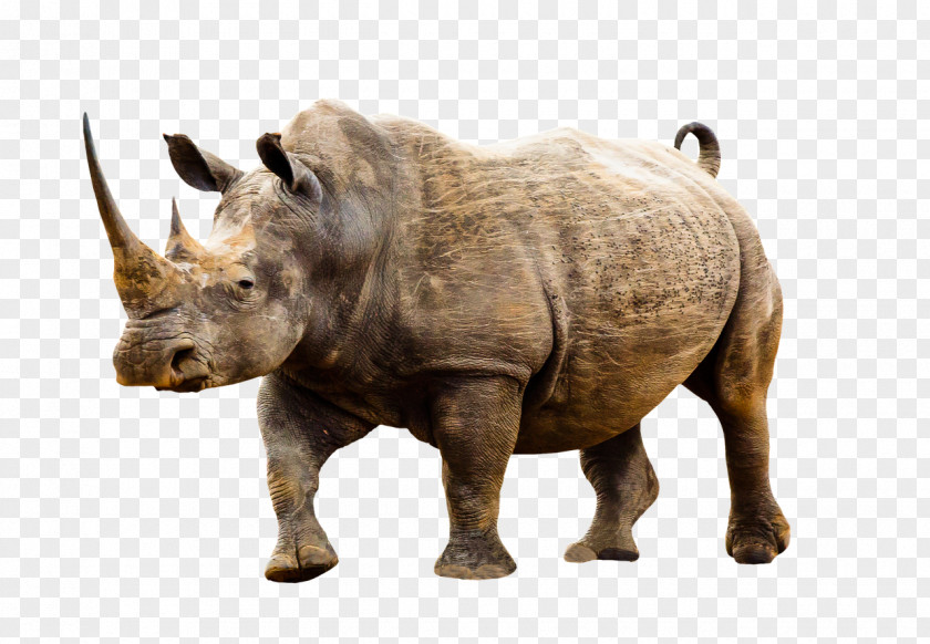 T-shirt Dürer's Rhinoceros Poaching Black PNG