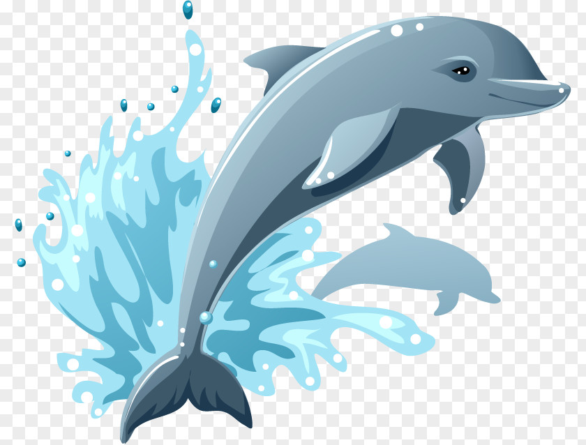 Dolphin Aquarium Cartoon Drawing Clip Art PNG