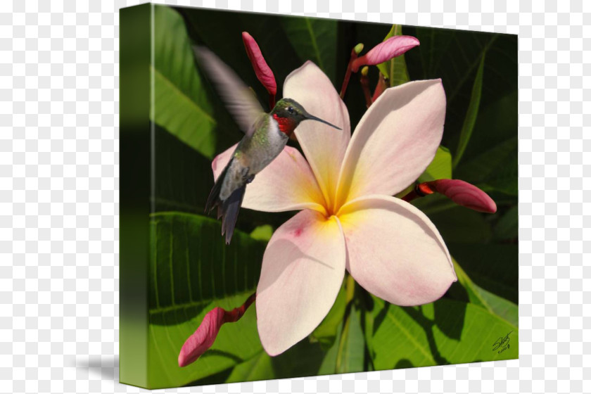 Plumeria Insect Pollinator Flower Petal Plant PNG