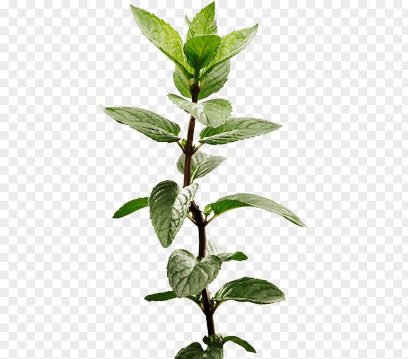 Signature Transparent Peppermint Apple Mint Herb Medicinal Plants PNG