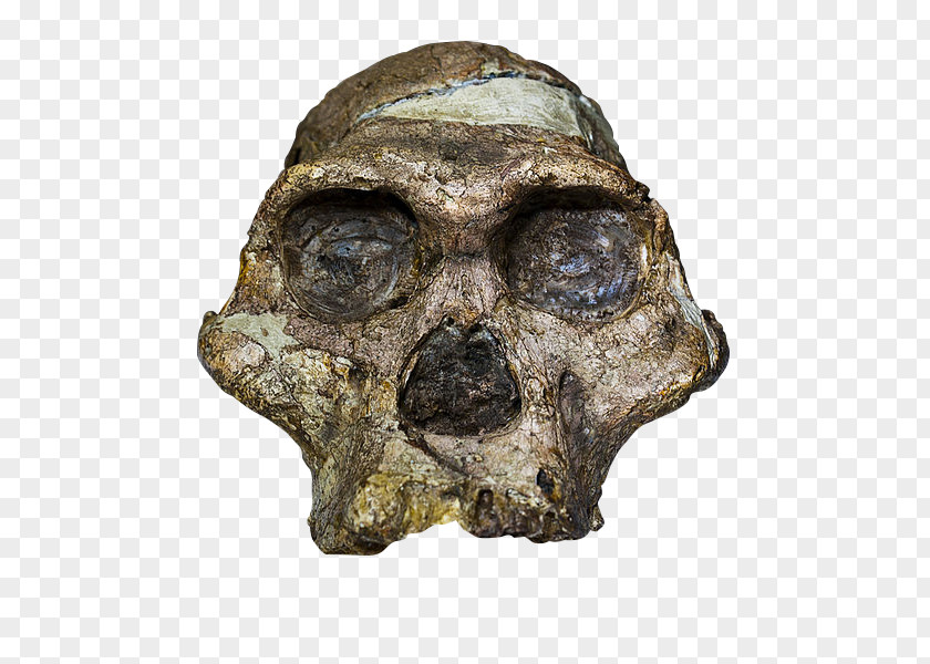 Skull Sterkfontein Cradle Of Humankind Taung Australopithecus Africanus Mrs. Ples PNG
