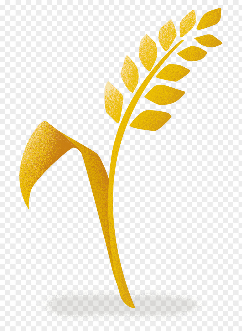 Spighe Di Grano Ear Logo Cereal PNG