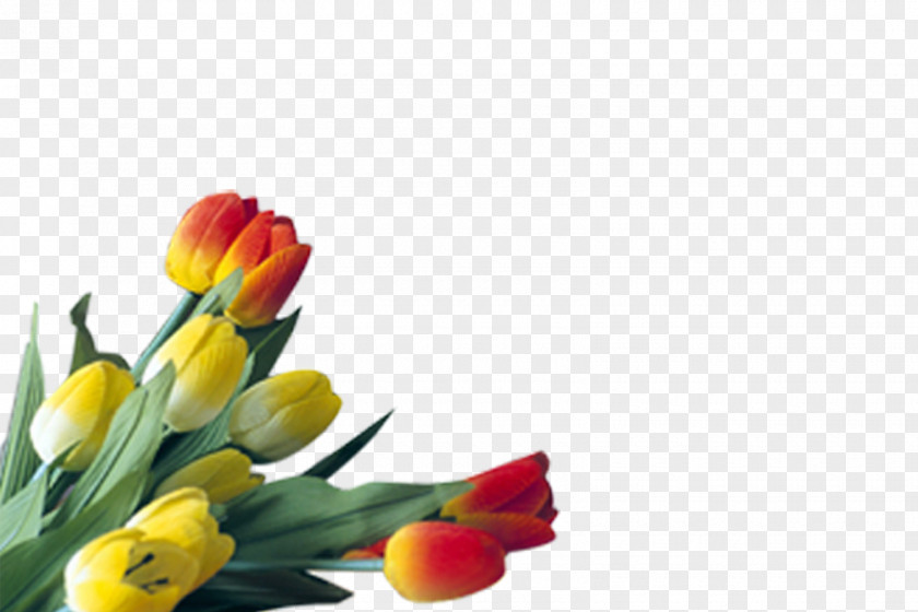 Tulip Floral Design Cut Flowers Plant Stem Bud PNG