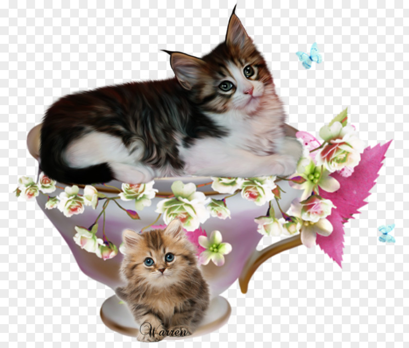 Kitten Maine Coon American Wirehair Morning Domestic Short-haired Cat PNG