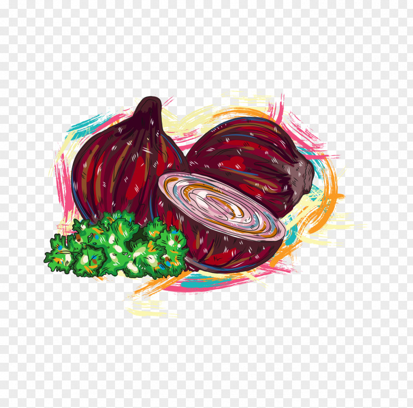 Onion Cabbage Adobe Illustrator PNG
