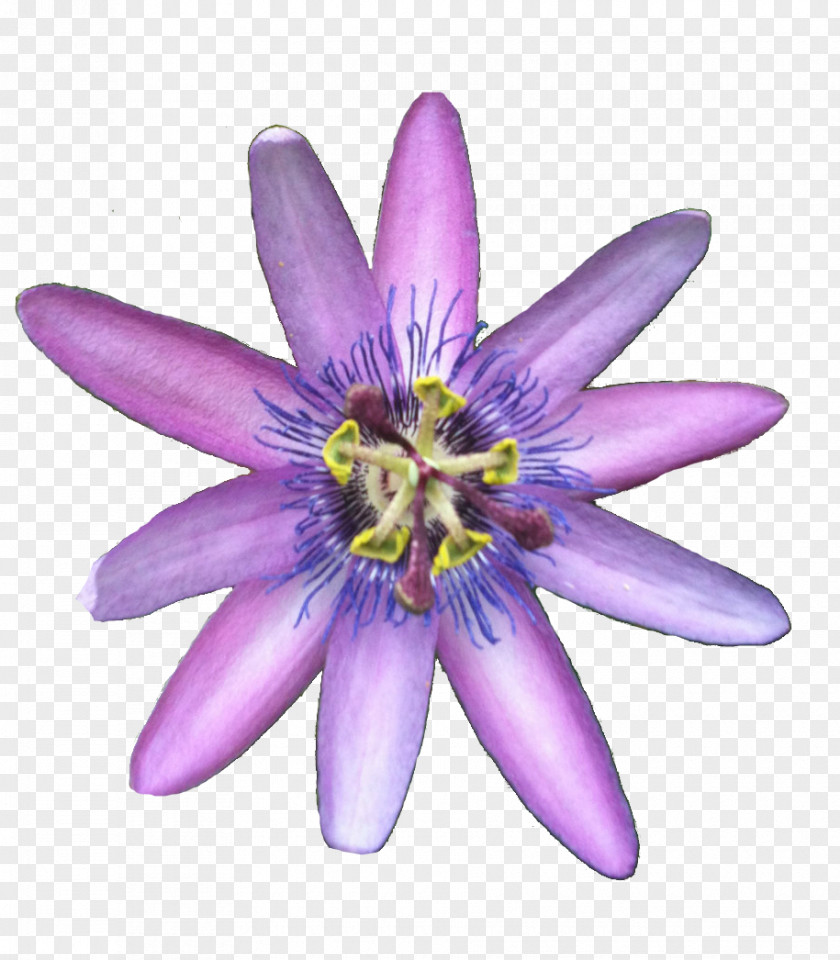 Passion Flower Petal PNG