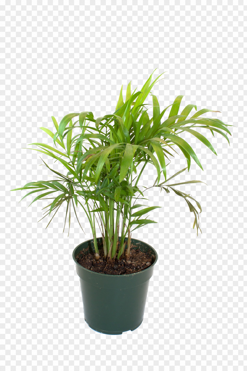 Potted Bamboo Material Flowerpot Houseplant PNG