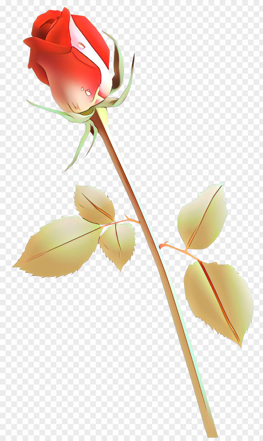 Rose Family Still Life Photography Plant Stem Cut Flowers PNG