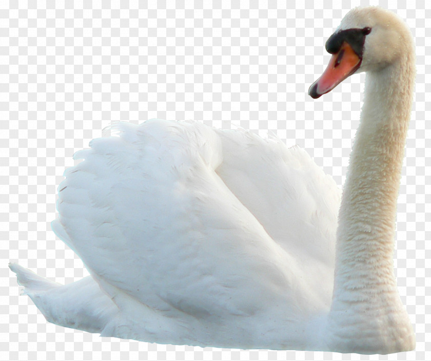 Swan Cygnini Bird Duck PNG