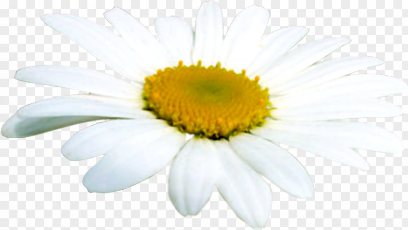 Chamomile Oxeye Daisy German Margarida Clip Art PNG