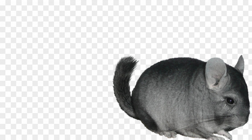 Chinchilla Whiskers Cat Domestic Rabbit PNG