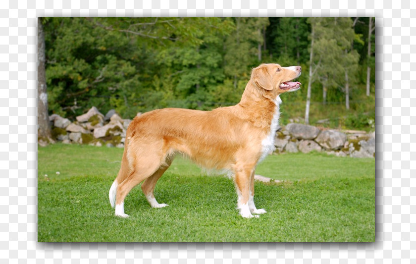 Golden Retriever Nova Scotia Duck Tolling Dog Breed Companion PNG