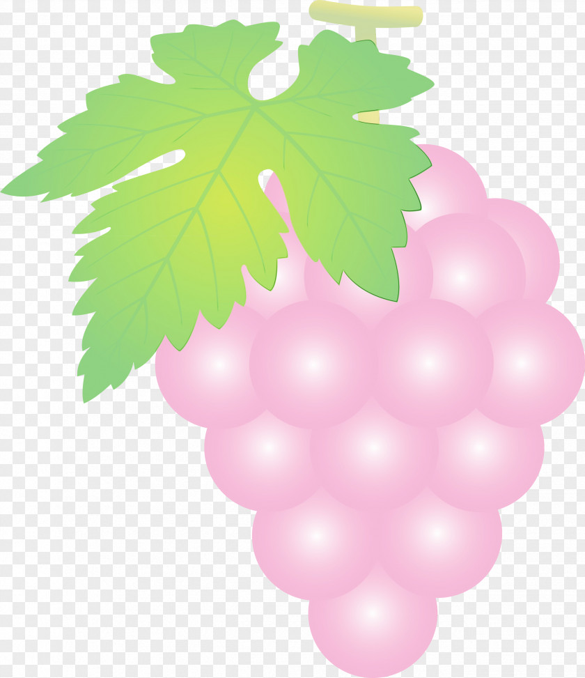 Grape Green Grapevine Family Leaf Seedless Fruit PNG
