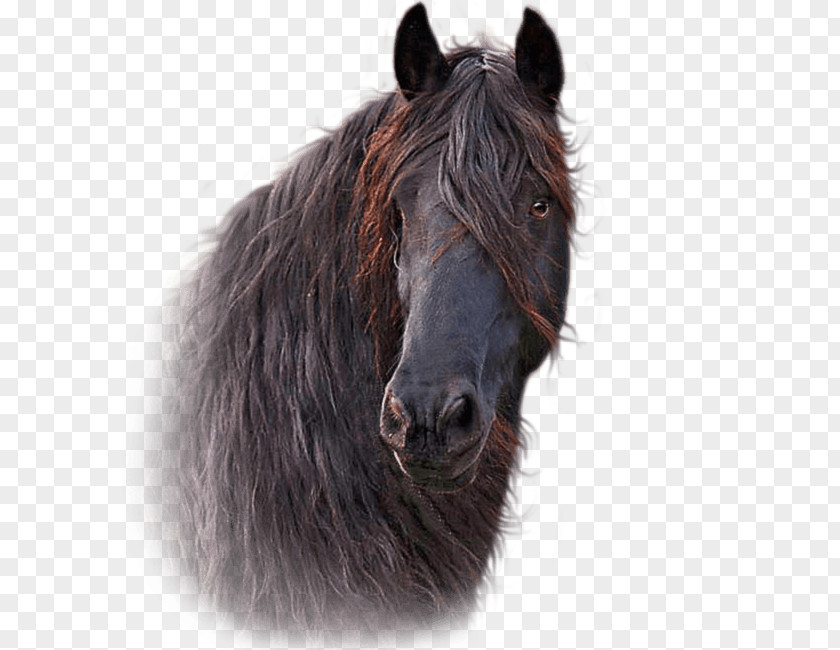 Horse Mane Hoof Pony Halter PNG
