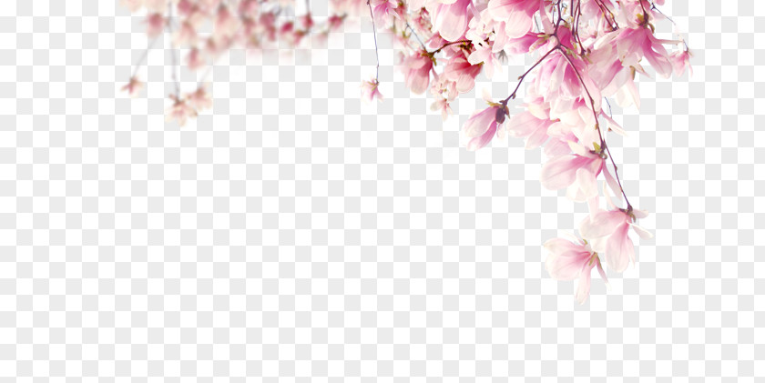 Peach Blossom Adobe Illustrator Petal PNG