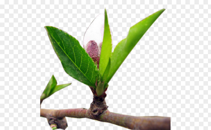 Peach Branches Leaf Branch PNG