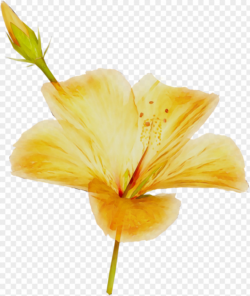 Rosemallows Plant Stem Daylily Plants Lily M PNG