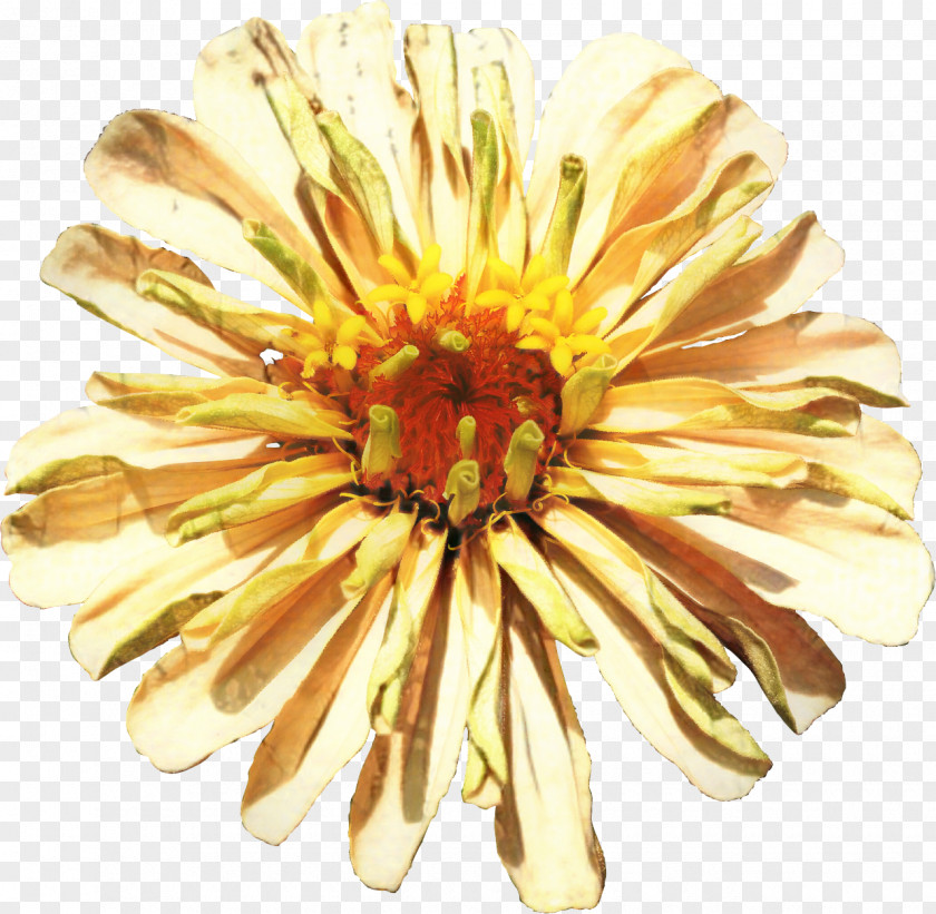 Chrysanthemum Cut Flowers Image Petal PNG