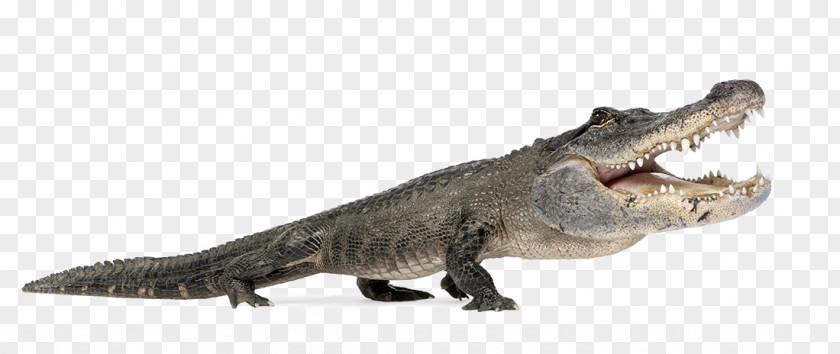 Ferocious Alligator Animal Pictures Nile Crocodile American Reptile Alligators PNG