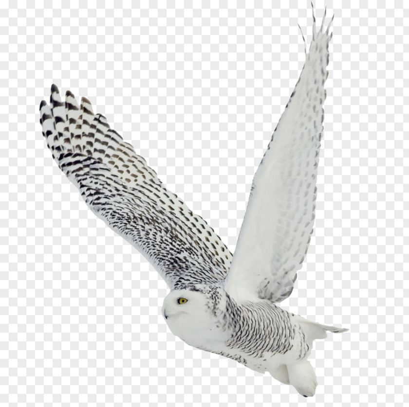 Owl The White Black-and-white Bird Barred Snowy PNG